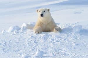 Dónde vive el oso polar