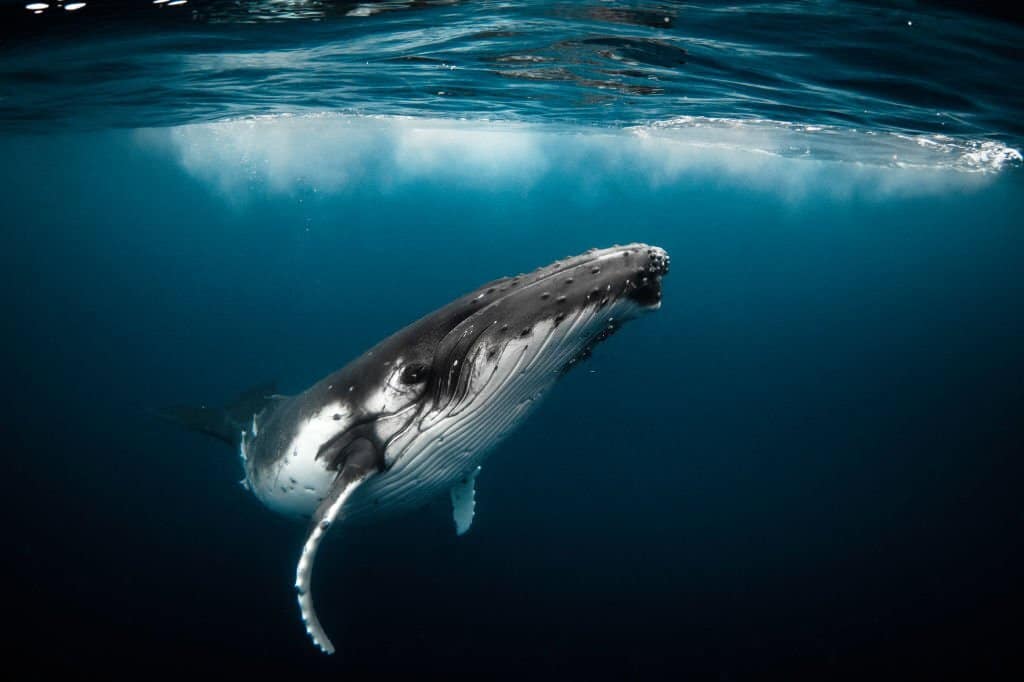 ¿Dónde vive la Ballena?