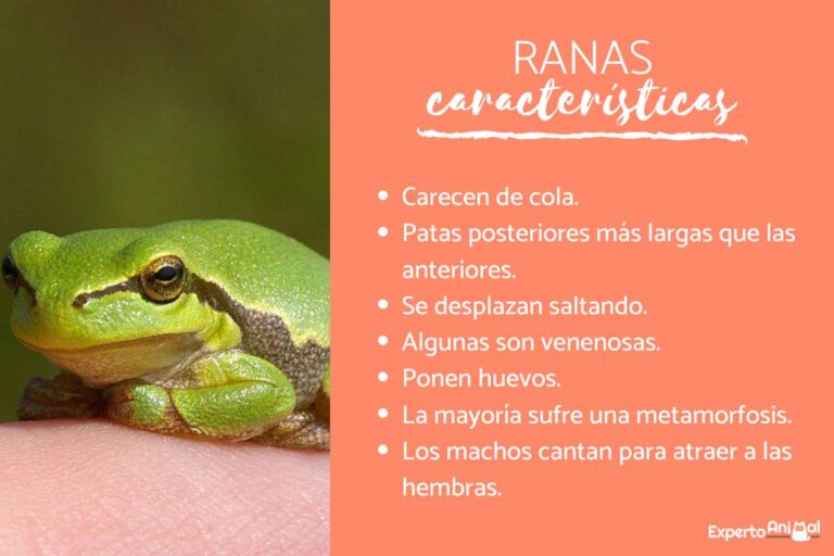 ¿Dónde vive la Rana? - ¿En Dónde Vive?